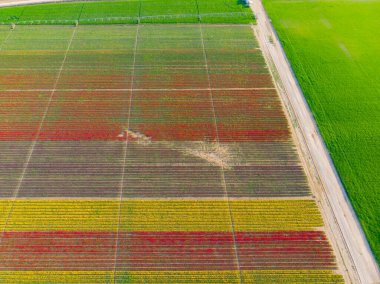 Lale alanlarının hava görüntüsü