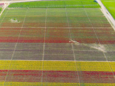 Lale alanlarının hava görüntüsü