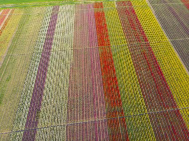 Lale alanlarının hava görüntüsü