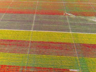 Lale alanlarının hava görüntüsü