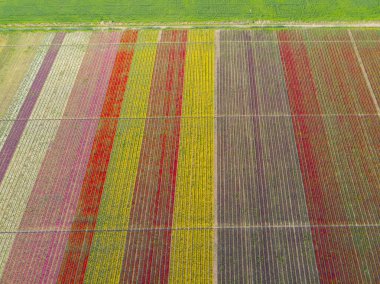 Lale alanlarının hava görüntüsü