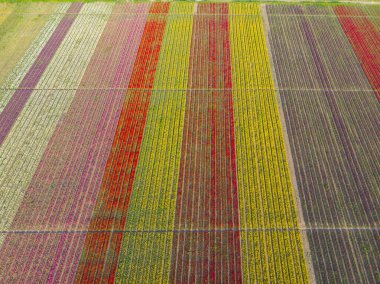 Lale alanlarının hava görüntüsü