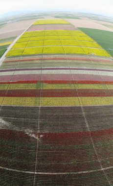 Lale alanlarının hava görüntüsü