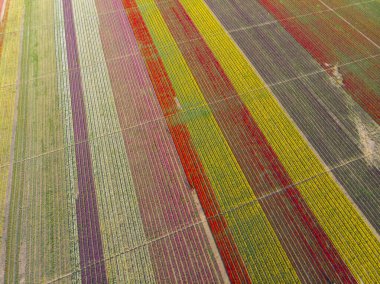 Lale alanlarının hava görüntüsü