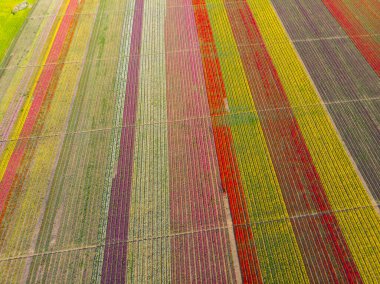 Lale alanlarının hava görüntüsü