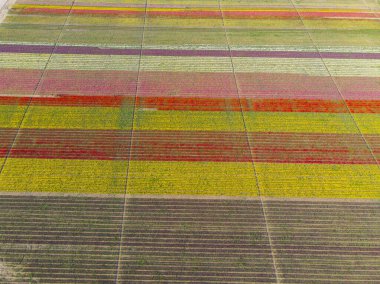 Lale alanlarının hava görüntüsü