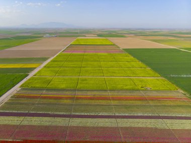 Lale alanlarının hava görüntüsü