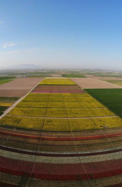 Lale alanlarının hava görüntüsü