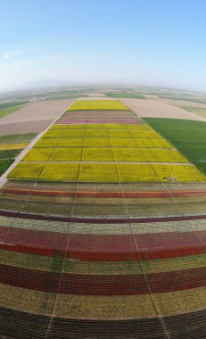 Lale alanlarının hava görüntüsü