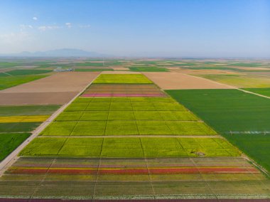 Lale alanlarının hava görüntüsü