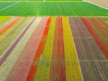 Lale alanlarının hava görüntüsü