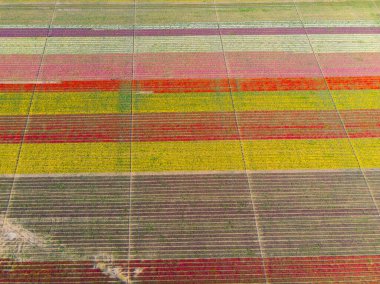 Lale alanlarının hava görüntüsü