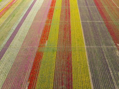 Lale alanlarının hava görüntüsü