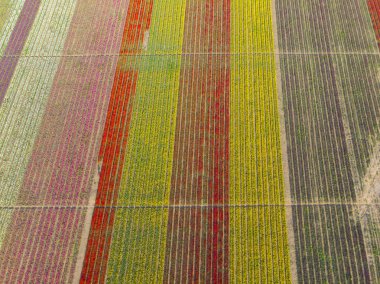 Lale alanlarının hava görüntüsü