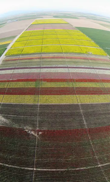 Lale alanlarının hava görüntüsü