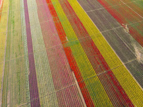 Lale alanlarının hava görüntüsü