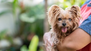 Bahçede oynayan bir köpek