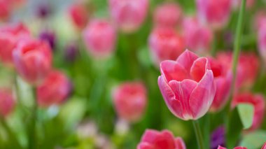Bahçedeki lale çiçekleri