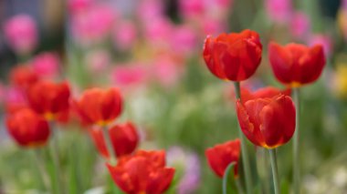 Bahçedeki lale çiçekleri