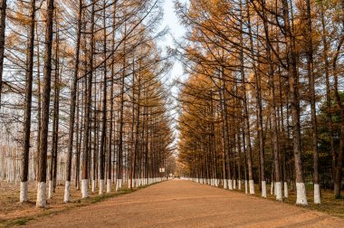 Golden Avenue - Changchun, Çin 'deki Baimu Bahçesinin Sonbahar manzarası