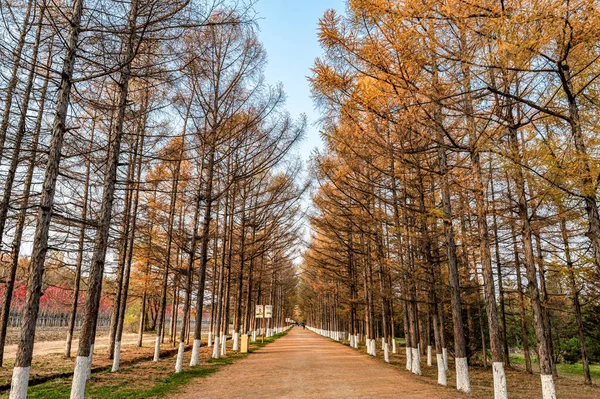 Golden Avenue Őszi Táj Baimu Garden Changchun Kína — Stock Fotó