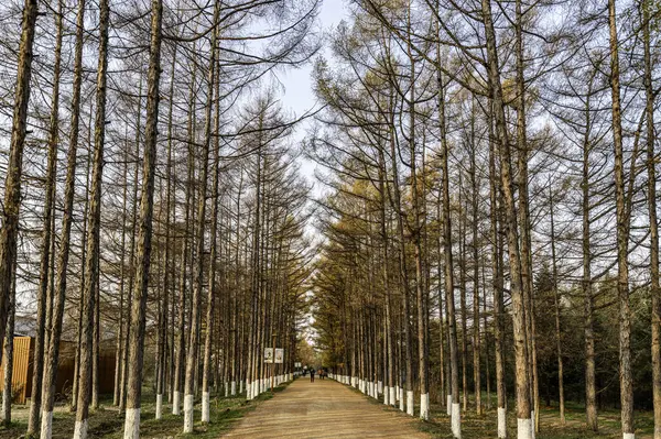 Golden Avenue Paysage Automne Jardin Baimu Changchun Chine — Photo