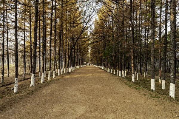Golden Avenue Paysage Automne Jardin Baimu Changchun Chine — Photo