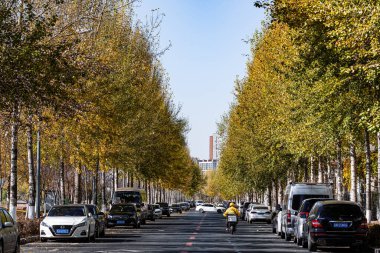 Changchun şehrinin kentsel bölgesinde sonbahar manzarası, Çin