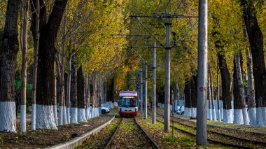 Changchun, Çin 'de tramvay ve düşen yapraklar.