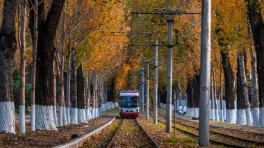 Changchun, Çin 'de tramvay ve düşen yapraklar.