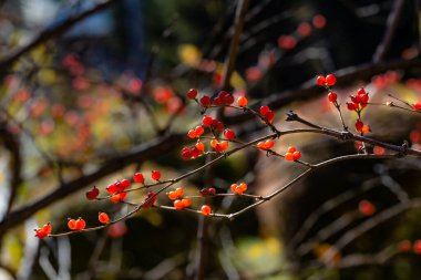 Sonbaharda kırmızı meyveler