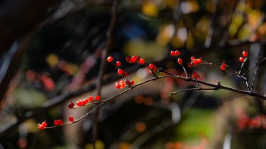 Sonbaharda kırmızı meyveler