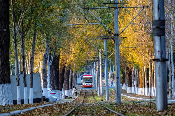 Трамвай Опавшие Листья Пейзаж Чанчуне Китай — стоковое фото