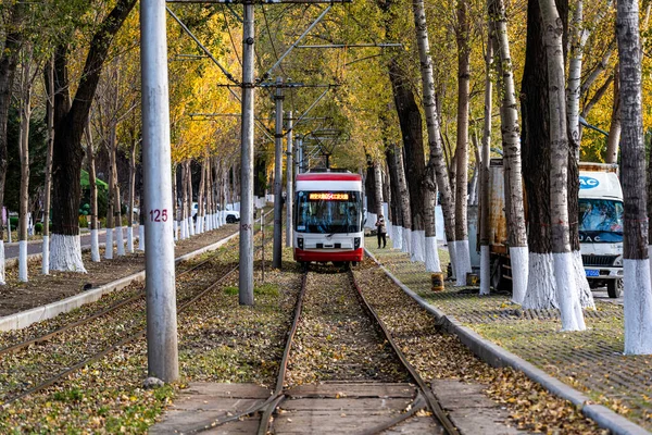 Трамвай Падіння Лишає Ландшафт Чанчуні Китай — стокове фото