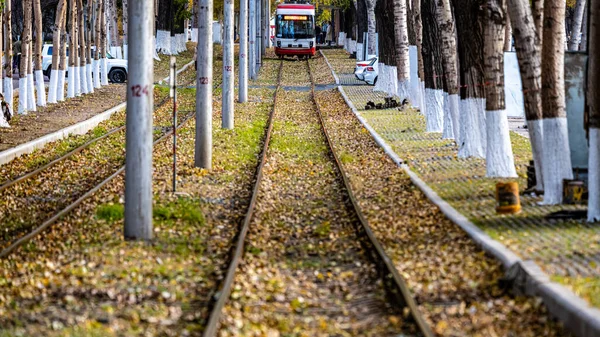 长春的电车和落叶景观 — 图库照片