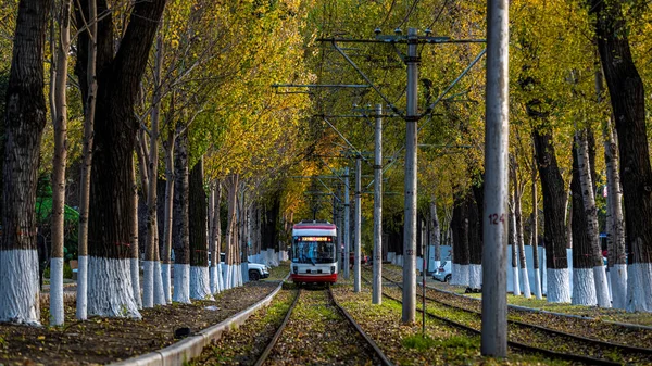 stock image Tram and fallen leaves landscape in Changchun, China