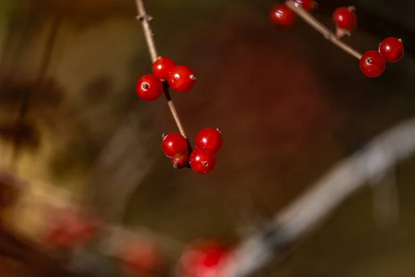 Rote Beeren Herbst — Stockfoto