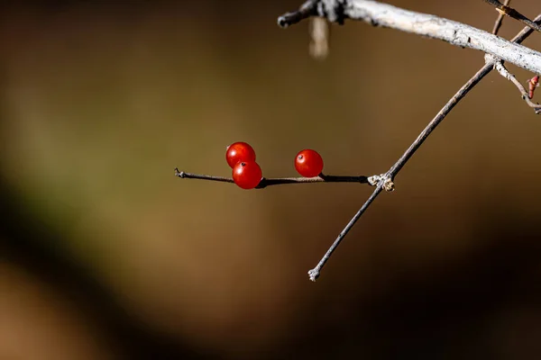 Rote Beeren Herbst — Stockfoto