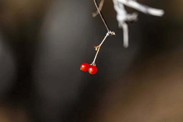 Червоні Ягоди Восени — стокове фото