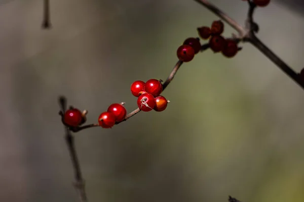 Červené Bobule Podzim — Stock fotografie