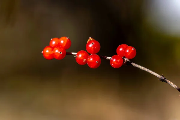 秋天的红色浆果 — 图库照片