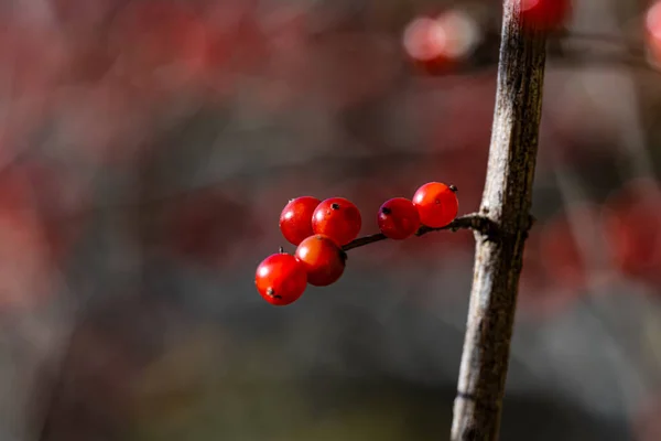 Красные Ягоды Осенью — стоковое фото