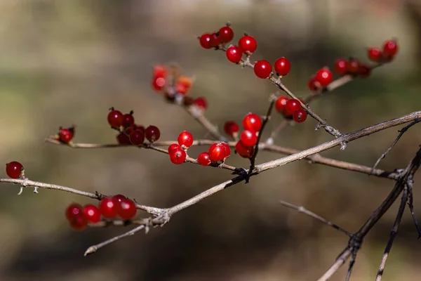 秋天的红色浆果 — 图库照片