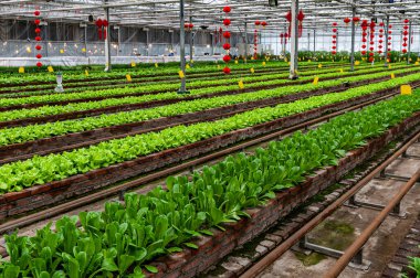 The scene of the high-tech soilless cultivation area of the 13th Winter Agricultural Expo in Changchun, China