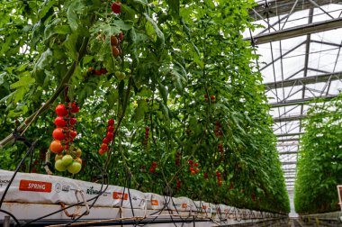 The scene of the high-tech soilless cultivation area of the 13th Winter Agricultural Expo in Changchun, China