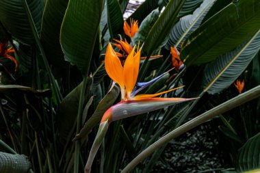 The scene of the flower exhibition area of the 13th Winter Agricultural Expo in Changchun, China