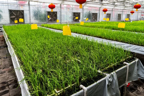 The scene of the high-tech soilless cultivation area of the 13th Winter Agricultural Expo in Changchun, China