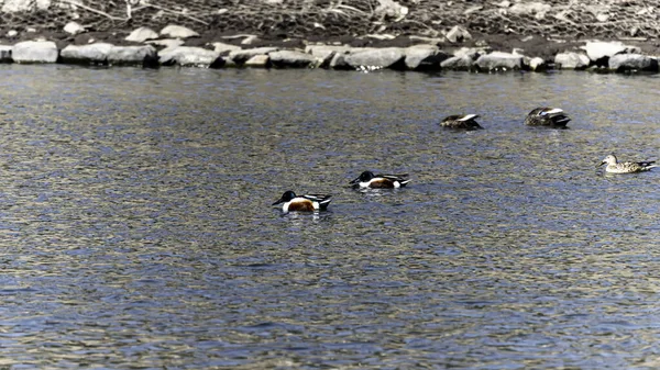 Derretimiento Nieve Hielo Largo Del Río Yitong Aves Acuáticas Changchun — Foto de Stock