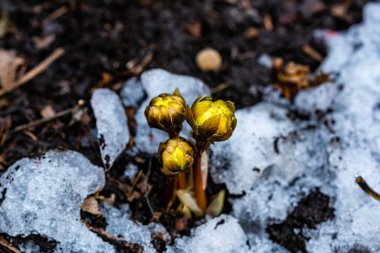 Tomurcuklanan buz çiçeği - Changchun, Çin 'de fotoğraflandı