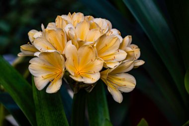 Blooming Clivia - Changchun, Çin 'de Fotoğraf